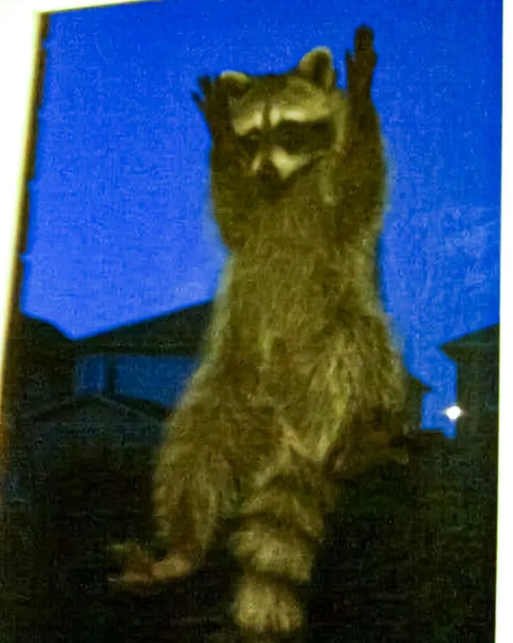 «Мы с мужем ужинали, когда у нашей сетчатой двери появился неожиданный гость».