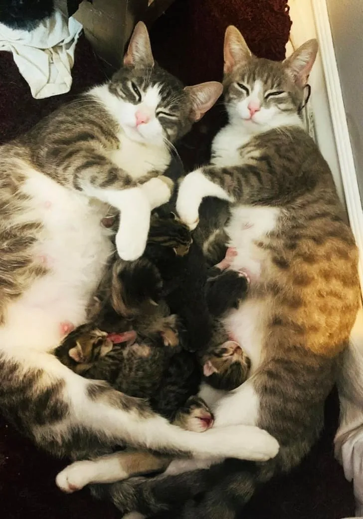 «Две уличные кошки пробрались в нашу гостевую спальню и родили 11 котят».