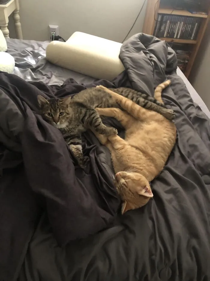 «Мой рыжий кот забыл сообщить мне, что приведет в дом друга».