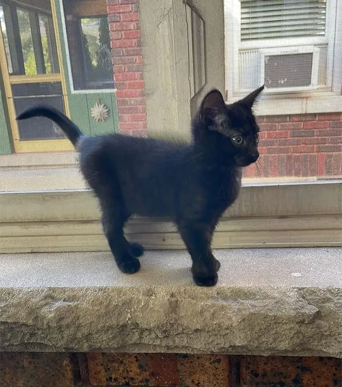 «Пришел домой и услышал странные звуки. Оказалось, что у меня был этот маленький гость».