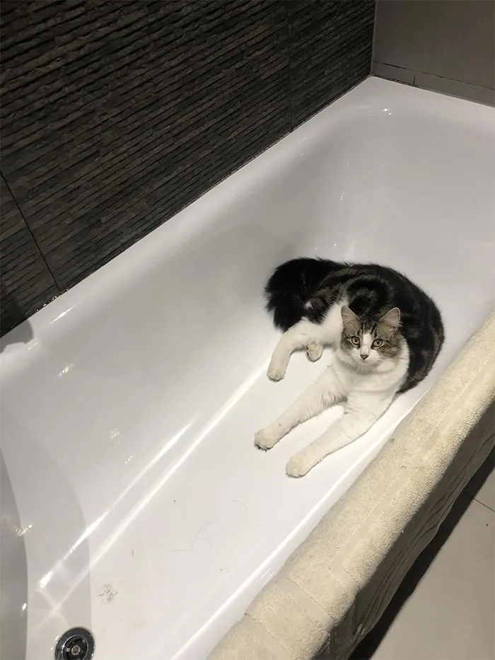 «Он забрался в наш дом через окно в ванной».