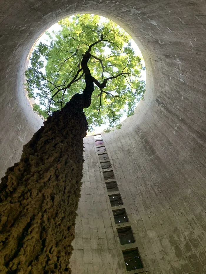 «Дерево, растущее внутри заброшенного бункера, который я исследовал».