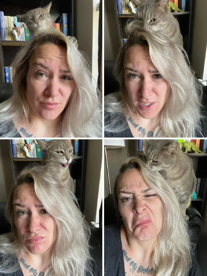 «Эта уличная кошка регулярно приходит в мой дом, ест мою еду, спит на моей постели и пытается изменить мою прическу».