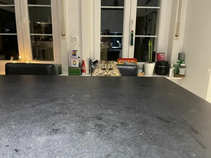 «Моя кухня, но не мой кот. Думаете, он ждет еды?»