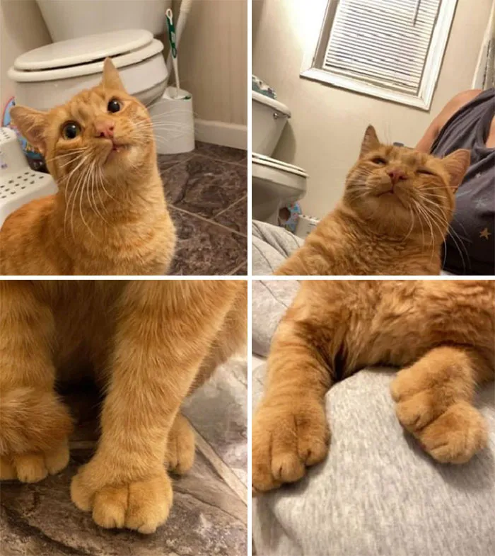 «Моя ванная, мои колени и какой-то неизвестный кот».