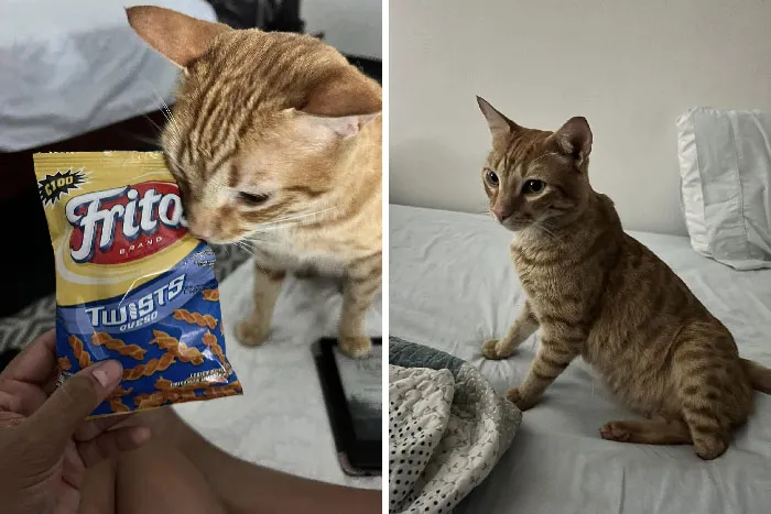 «Заселился в гостиничный номер, а там уже был жилец».