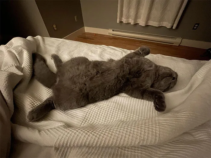 «Мой дом, моя спальня, моя кровать. Не мой кот».