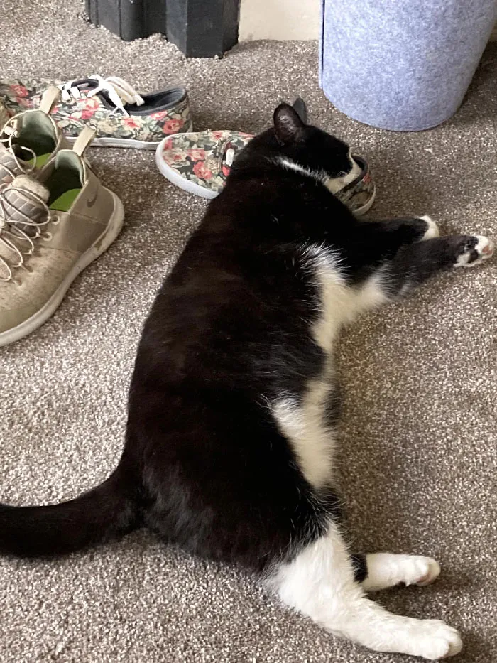 «Чей-то кот уснул, уткнувшись носом в мою обувь».