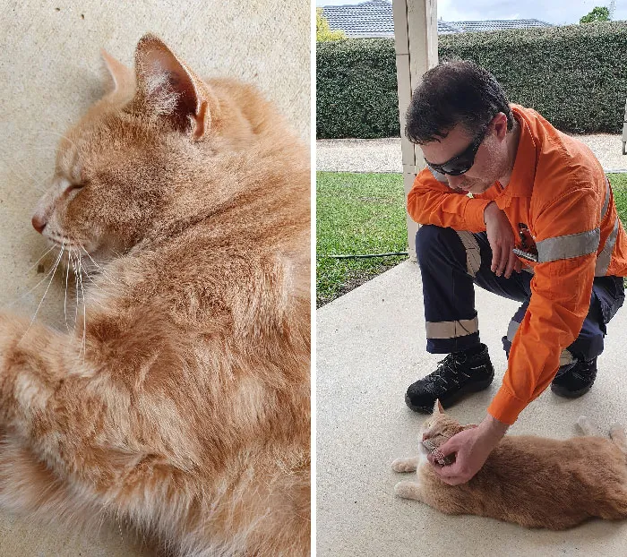 «Этот котик все лето приходил к нам каждый день».