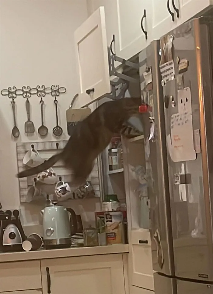 «Ко мне пришел неожиданный гость, и я не знаю, чего он хочет». «Уличный кот забежал в мой дом и сразу же нашел место, где я храню банки с тунцом».