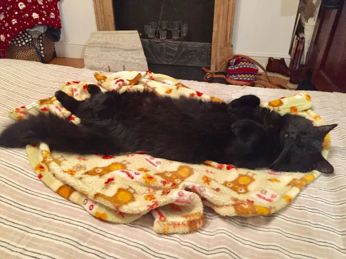 «Он приходит, спит и уходит. Без понятия, чей это кот».