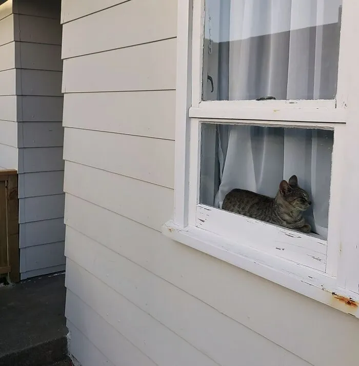 «Вернулся домой, увидел кота и обрадовался. А потом понял, что у меня нет кота».