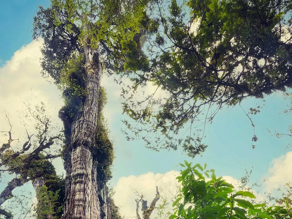 Прадедушка достигает в высоту 28 метров и в его расщелинах уже давно растут другие деревья.