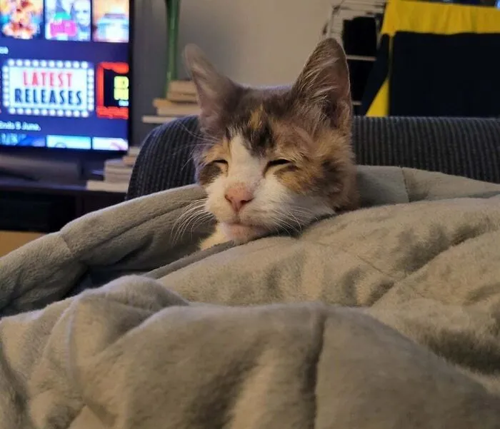 «Моя кошка вылезла из-под моего одеяла и не знает, где и кто она».