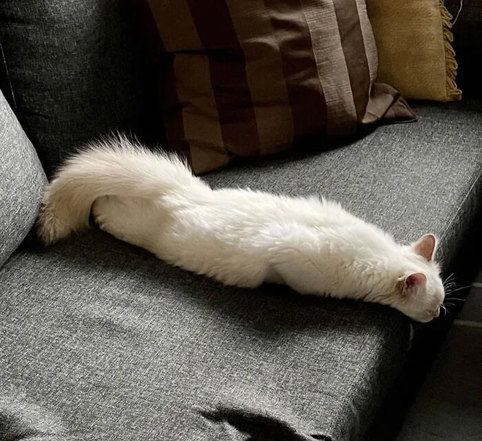 «Удобная поза для сна».