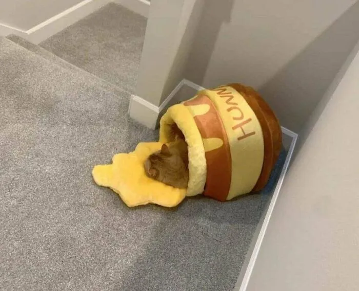 «Заснул в баночке мёда».