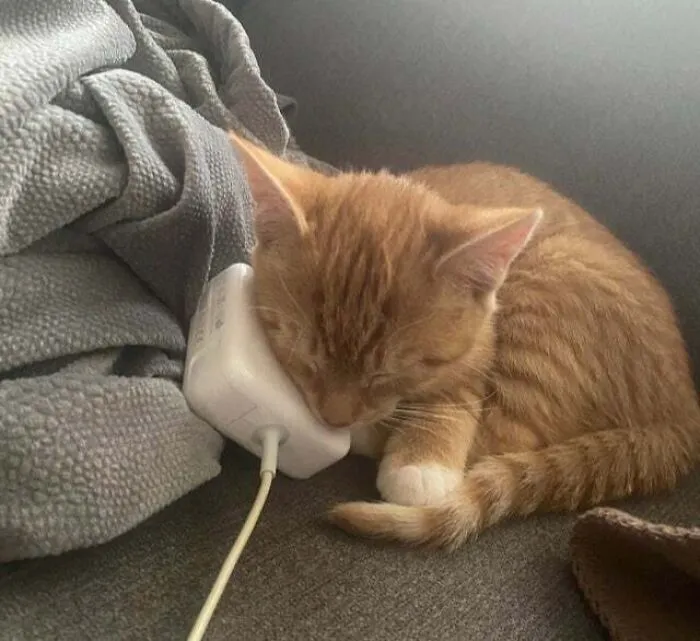 «Нашёл тёплое место».