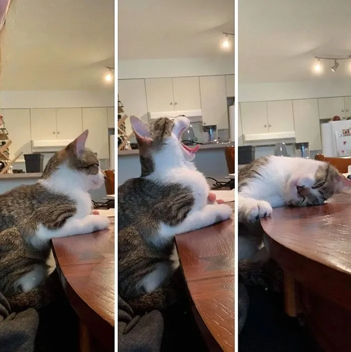 «Сонный котик».