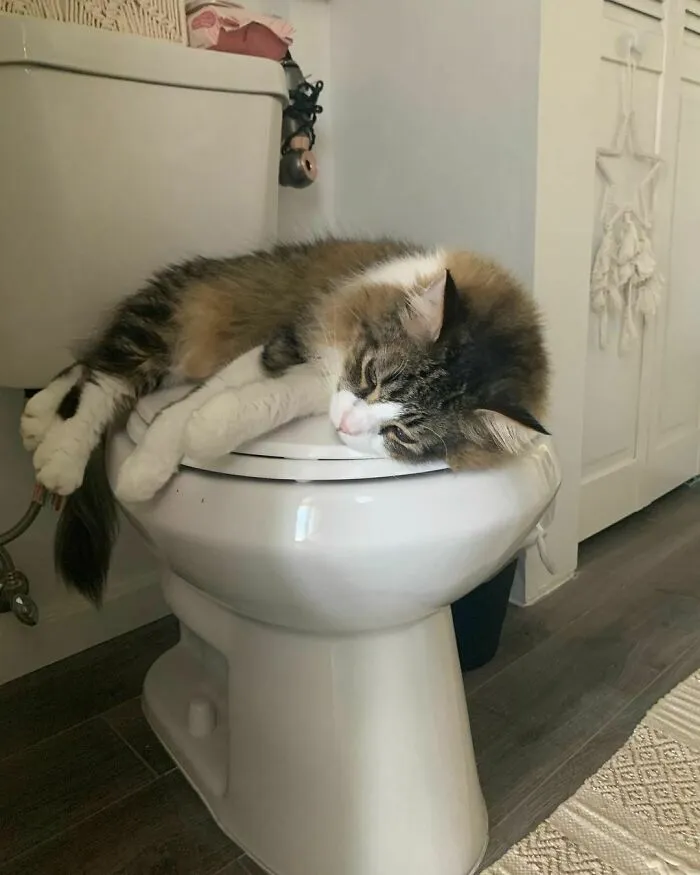 «Это лучшее место, чтобы вздремнуть в жаркий день».