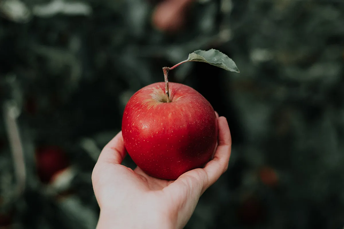 Яблоко