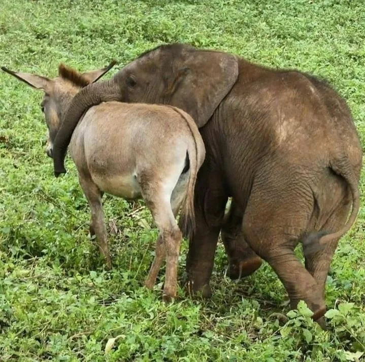 «Я нашел нового друга».