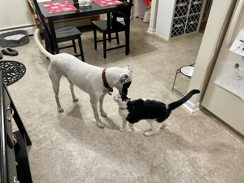 «Они друзья уже почти 2 года».