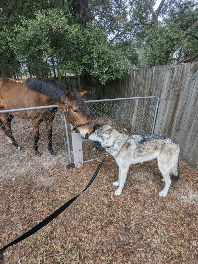 «Доброе утро! Лошади, кажется, любят Бельмонта».