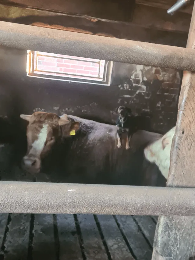 «На улице мороз, эти двое греются».