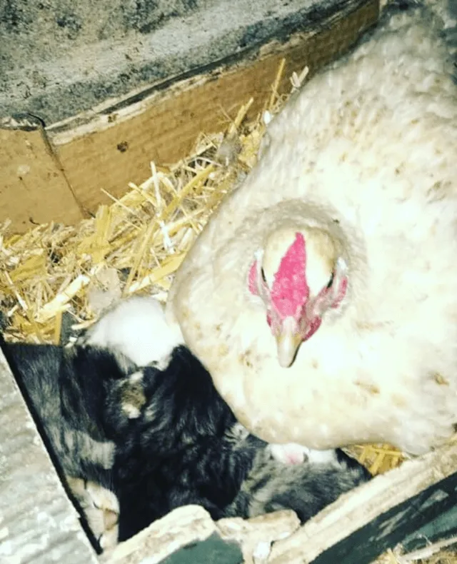 «Котята спят с моей курицей».