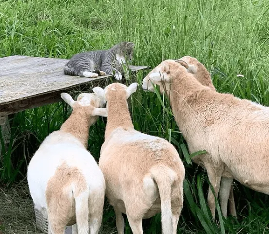 «Чарли приветствует своих овец».