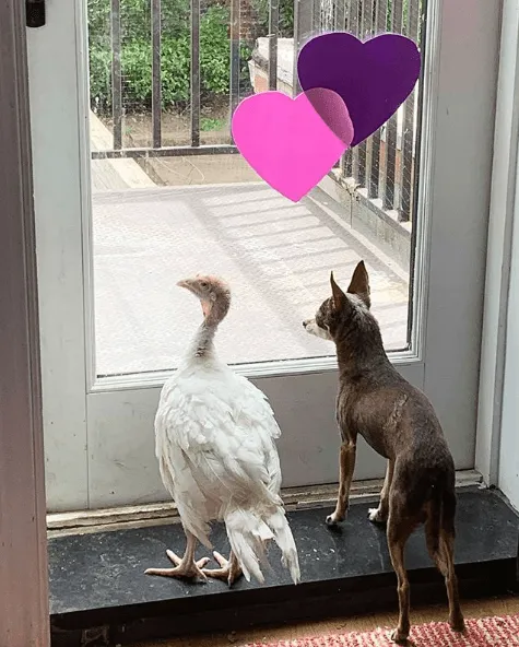 «Элайджа и Анри».