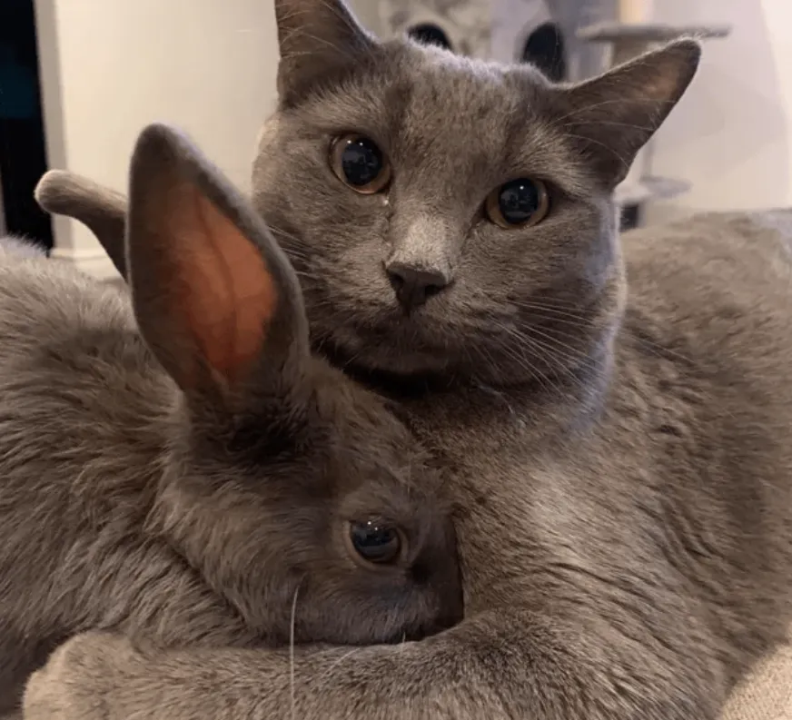 «Они неразлучны».