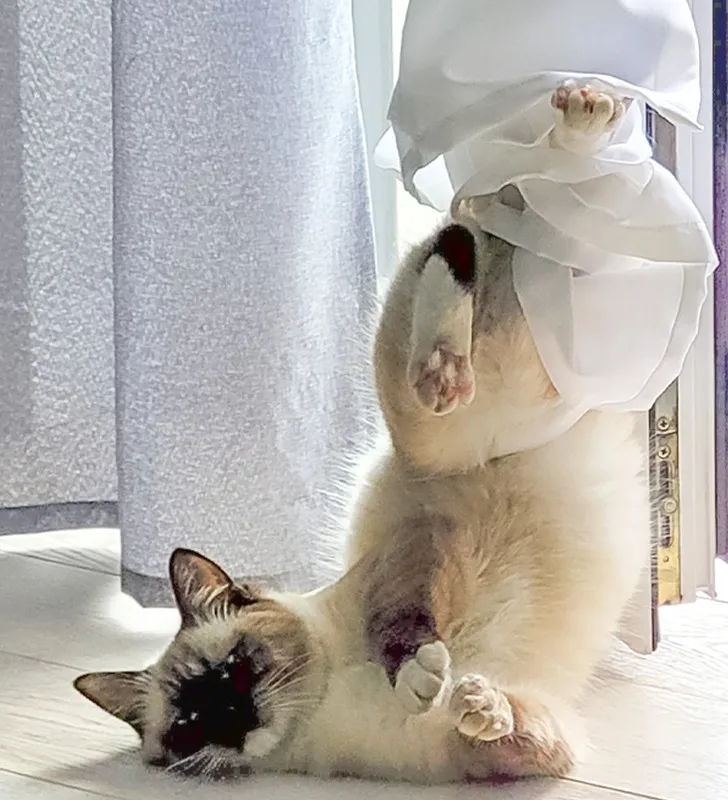 «Я думаю мой кот застрял».