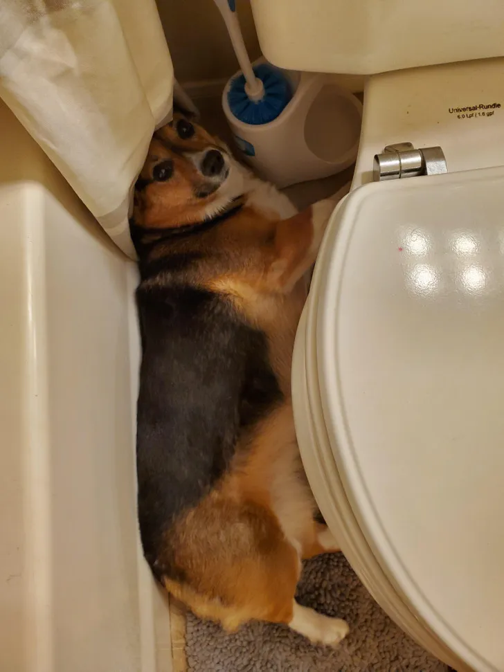 «Так много хороших мест для сна, но она всегда выбирает туалет».