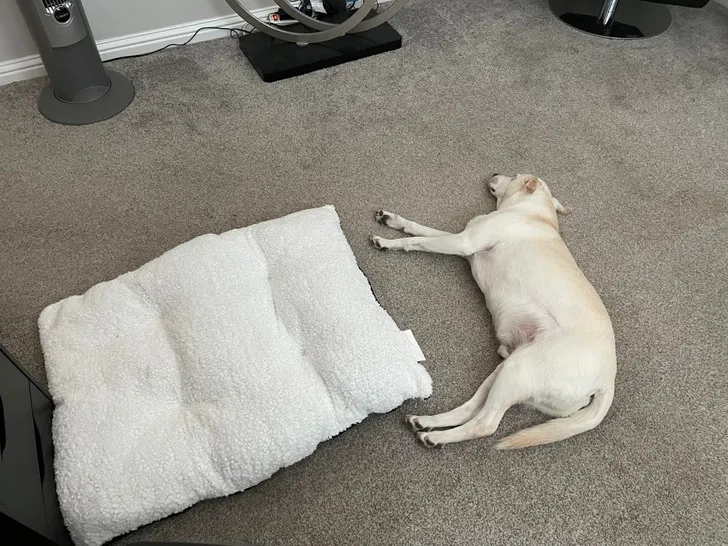 «Купил моей собаке новую кровать. Ему понравилось»