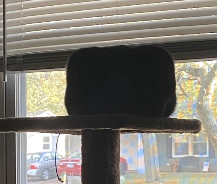 «Мой толстый кот вышел за пределы буханки и теперь стал КУБОМ!»