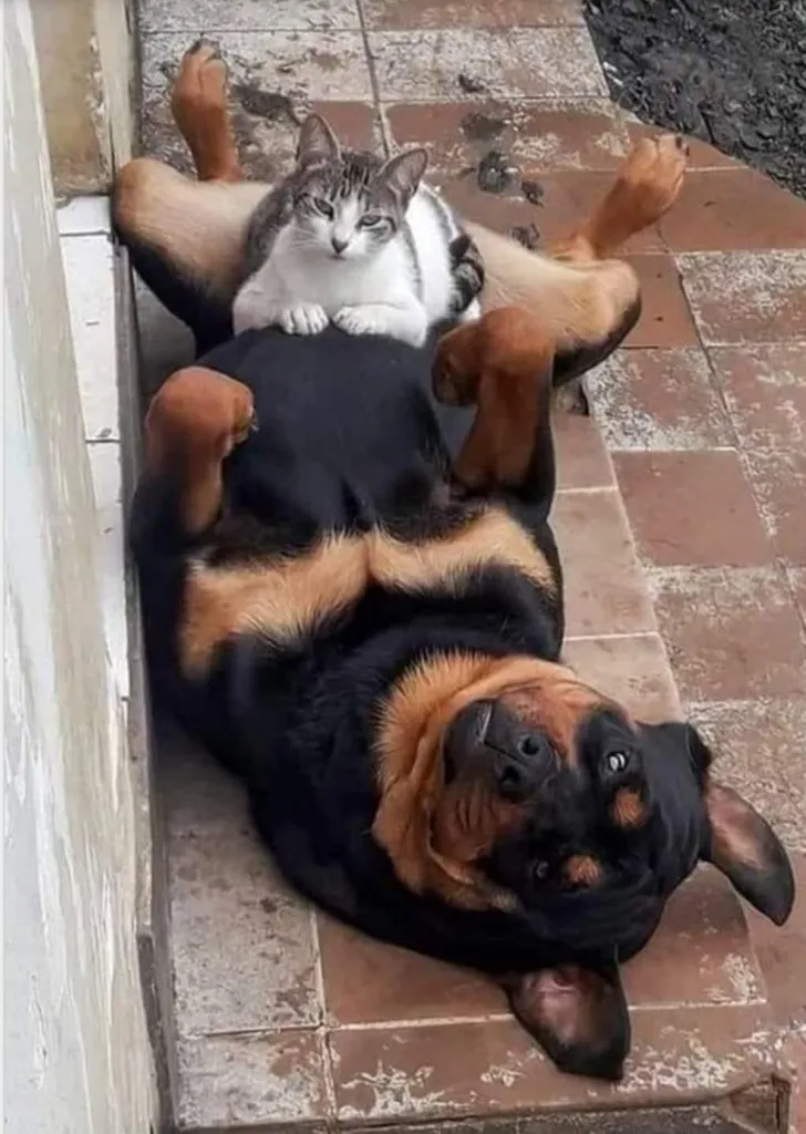 «Нет слов».