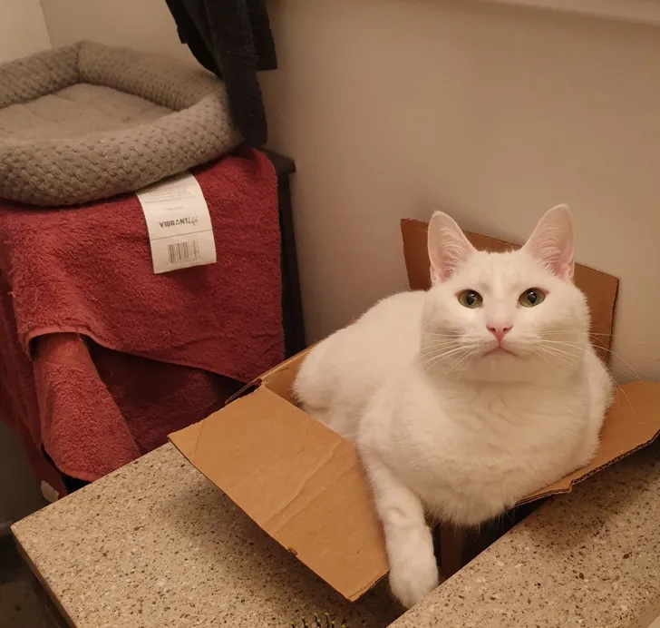 «Мне действительно нужно перестать тратить деньги на лежаки для кошек».