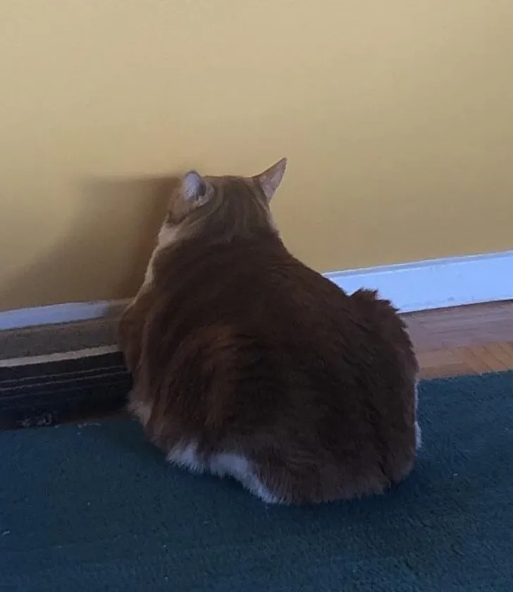 «Какой чудесный вид».