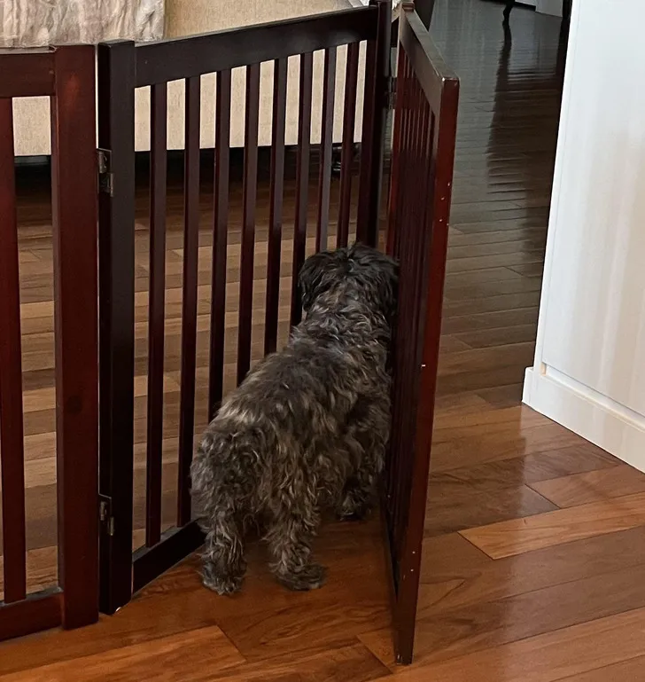 «Я безумно люблю свою собаку, но иногда она просто...»