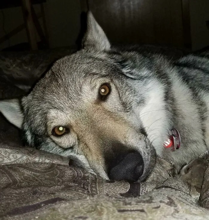 «Иногда Люциан просто лежит рядом со мной и смотрит на меня вот так».