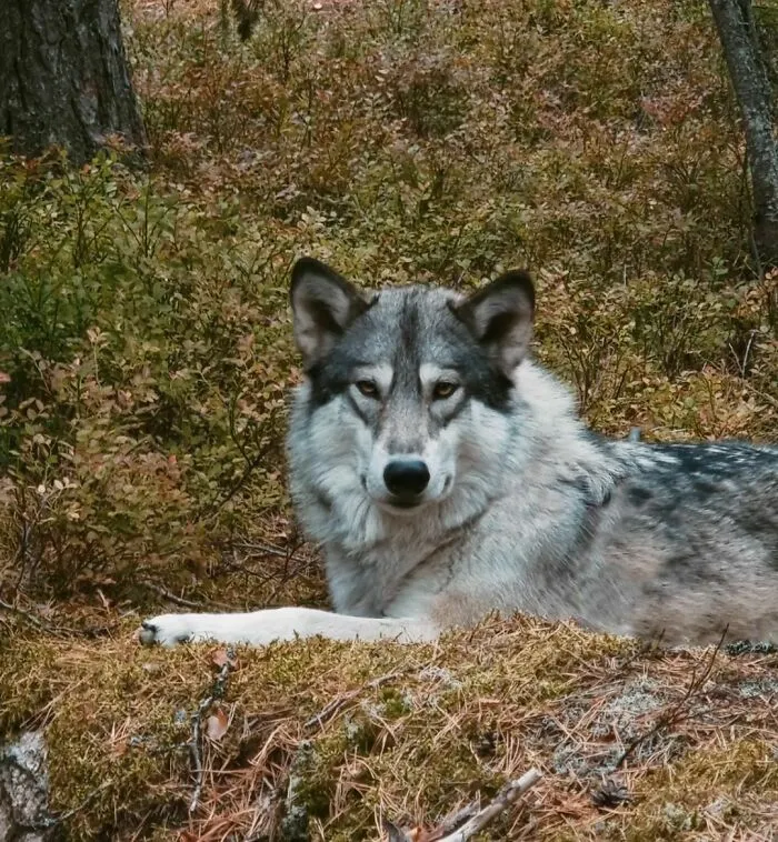 «Когда попросил своего волкособа принять красивую позу».