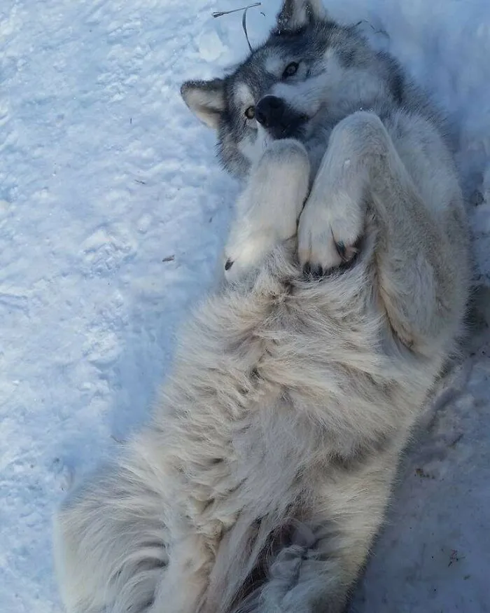 «Человек, почеши пузико».