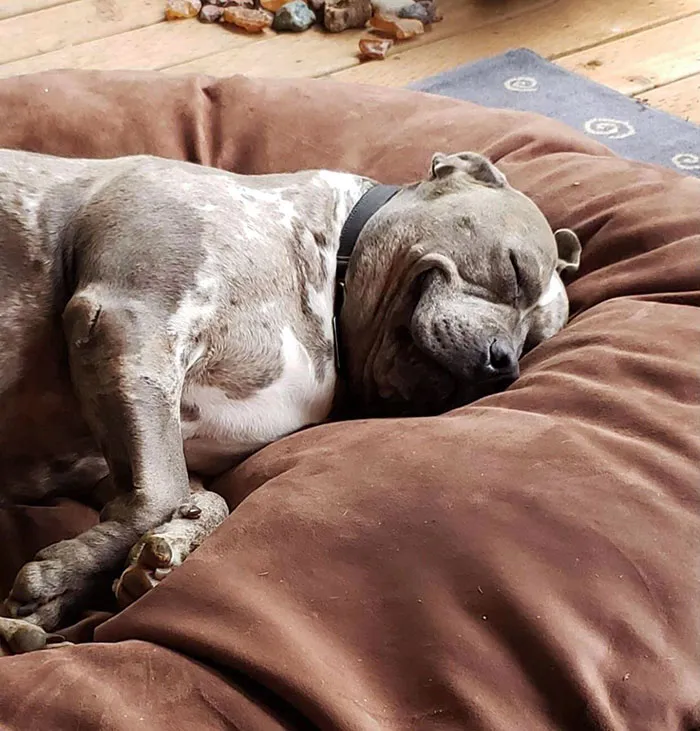 «Первая ночь после того, как мы забрали его домой».