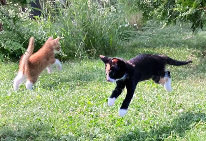 «Наши котята впервые оказались на улице. Никогда не видел их такими счастливыми раньше».