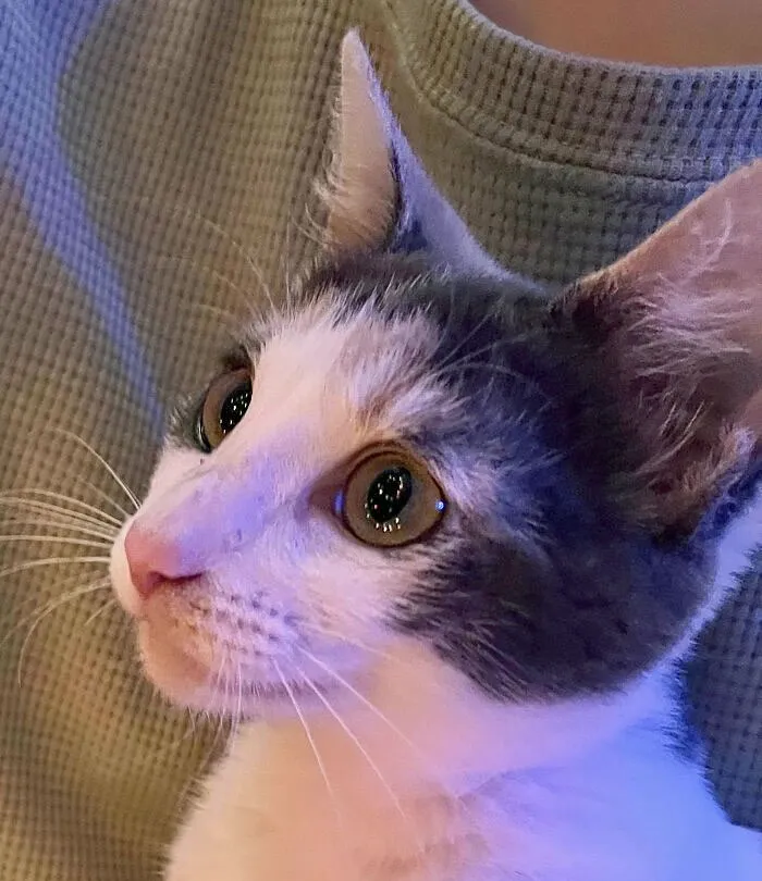 «Это был первый раз, когда мой котенок увидел, как загорается наша рождественская елка».