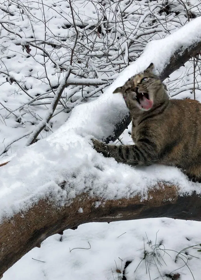 «Впервые попробовал снег».