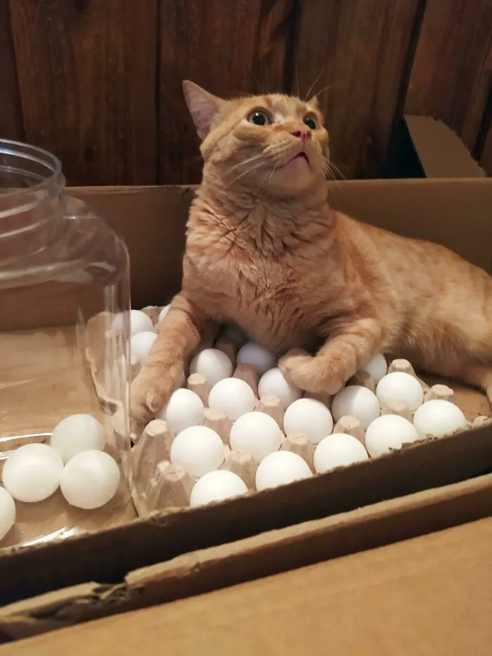 «Наш кот любит ложиться на яйца, поэтому вместо них мы кладем в коробки шарики для пинг-понга».
