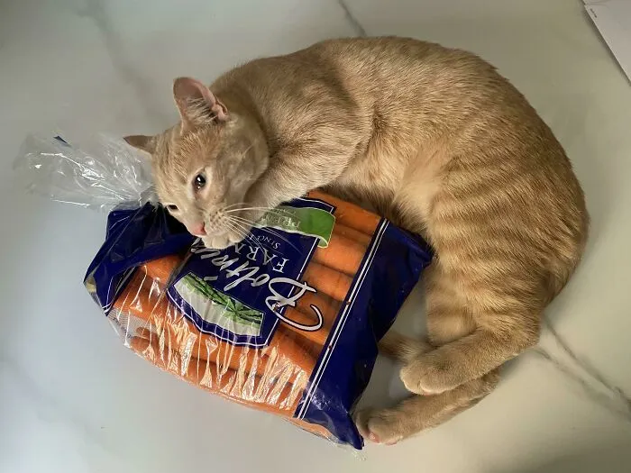 Обнимашки с морковью.