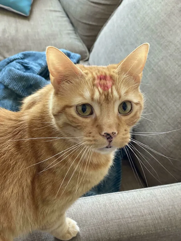 «Поцеловала кота на прощание, забыв, что у меня накрашены губы».